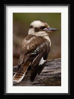Laughing kookaburra bird, Stradbroke Island, Australia Fine Art Print