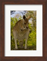 Preening Eastern Grey Kangaroo, Queensland AUSTRALIA Fine Art Print