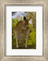 Preening Eastern Grey Kangaroo, Queensland AUSTRALIA Fine Art Print