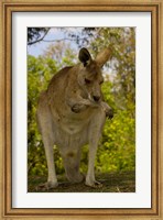 Preening Eastern Grey Kangaroo, Queensland AUSTRALIA Fine Art Print