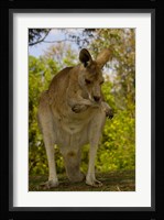Preening Eastern Grey Kangaroo, Queensland AUSTRALIA Fine Art Print