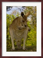 Preening Eastern Grey Kangaroo, Queensland AUSTRALIA Fine Art Print