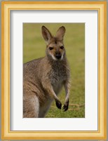 Pretty-faced Wallaby wildlife, AUSTRALIA Fine Art Print