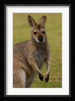 Pretty-faced Wallaby wildlife, AUSTRALIA Fine Art Print