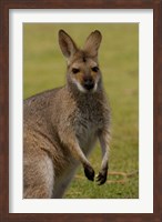 Pretty-faced Wallaby wildlife, AUSTRALIA Fine Art Print