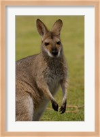 Pretty-faced Wallaby wildlife, AUSTRALIA Fine Art Print