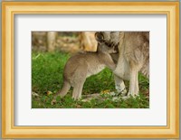 Australia, Queensland, Eastern Grey Kangaroo and joey Fine Art Print