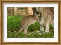 Australia, Queensland, Eastern Grey Kangaroo and joey Fine Art Print