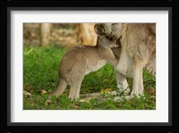 Australia, Queensland, Eastern Grey Kangaroo and joey Fine Art Print