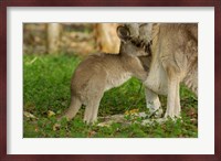 Australia, Queensland, Eastern Grey Kangaroo and joey Fine Art Print