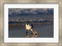 Australian pelican bird, Stradbroke Island, Australia Fine Art Print