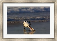 Australian pelican bird, Stradbroke Island, Australia Fine Art Print