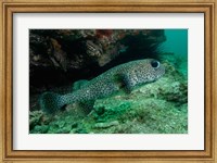 Black-spotted Porcupinefish, North Stradbroke, Australia Fine Art Print