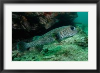 Black-spotted Porcupinefish, North Stradbroke, Australia Fine Art Print