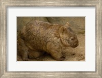 Common Wombat, baby in pouch, captive, Australia Fine Art Print