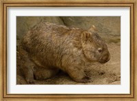 Common Wombat, baby in pouch, captive, Australia Fine Art Print