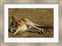Eastern Grey Kangaroo, Queensland AUSTRALIA Fine Art Print