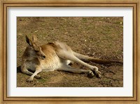 Eastern Grey Kangaroo, Queensland AUSTRALIA Fine Art Print