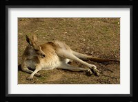 Eastern Grey Kangaroo, Queensland AUSTRALIA Fine Art Print