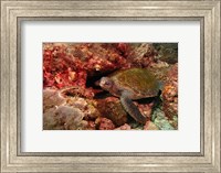 Green turtle, Stradbroke Island, Queensland, Australia Fine Art Print