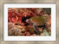 Green turtle, Stradbroke Island, Queensland, Australia Fine Art Print