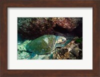 Loggerhead Turtle, Stradbroke Queensland, Australia Fine Art Print