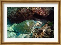Loggerhead Turtle, Stradbroke Queensland, Australia Fine Art Print