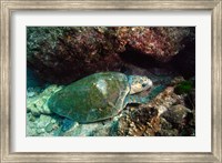 Loggerhead Turtle, Stradbroke Queensland, Australia Fine Art Print