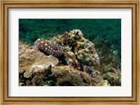 Marine Life, Octopus, coral reef, Stradbroke, Australia Fine Art Print