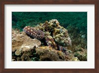 Marine Life, Octopus, coral reef, Stradbroke, Australia Fine Art Print