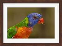 Rainbow Lorikeet bird, Queensland AUSTRALIA Fine Art Print
