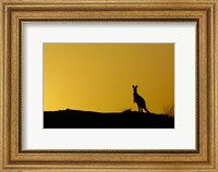 Silhouette of Kangaroo, Australia Fine Art Print