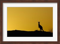 Silhouette of Kangaroo, Australia Fine Art Print