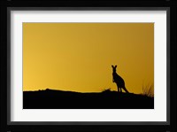 Silhouette of Kangaroo, Australia Fine Art Print