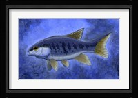 Semionotus (Flag-Back) Fine Art Print