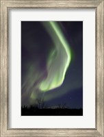 Aurora Borealis with Orion's Belt, Yukon, Canada Fine Art Print