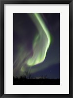 Aurora Borealis with Orion's Belt, Yukon, Canada Fine Art Print