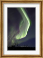 Aurora Borealis with Orion's Belt, Yukon, Canada Fine Art Print