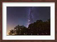 Milky Way Above LiveOoak and Mesquite Trees Fine Art Print