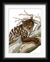 Thylacoleo, a Marsupial Lion from the Pleistocene Age Fine Art Print