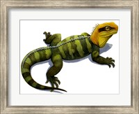 Clevosaurus Fine Art Print