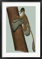 Microraptor Gui Fine Art Print