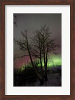 Aurora Borealis with Tree, Twin Lakes, Yukon, Canada Fine Art Print