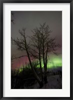 Aurora Borealis with Tree, Twin Lakes, Yukon, Canada Fine Art Print