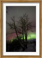 Aurora Borealis with Tree, Twin Lakes, Yukon, Canada Fine Art Print