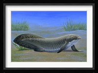 Ceratodus Fine Art Print