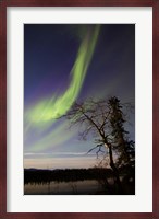 Aurora Borealis over the Yukon River, Whitehorse, Canada Fine Art Print