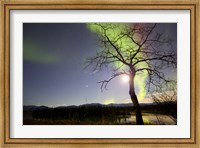Aurora Borealis with Tree and Pleiades, Yukon, Canada Fine Art Print