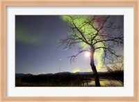 Aurora Borealis with Tree and Pleiades, Yukon, Canada Fine Art Print