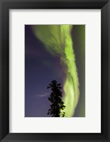 Aurora Borealis with Tree and Shooting Star, Yukon, Canada Fine Art Print